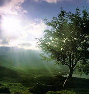 tree5.jpg (14454 bytes)
