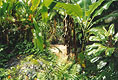 bigleaft.jpg (14341 bytes)