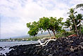 lonetret.jpg (10281 bytes)